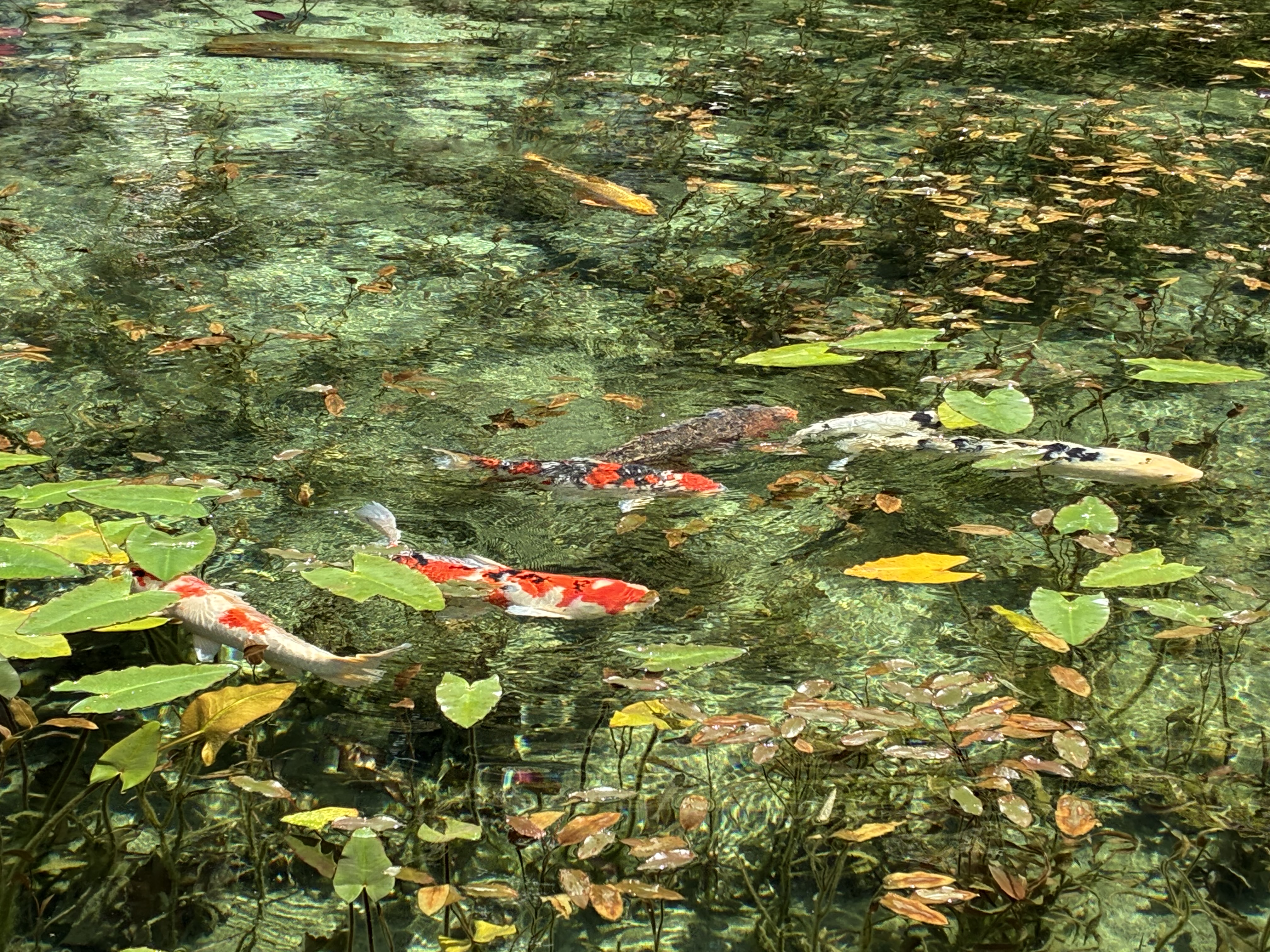 モネの池